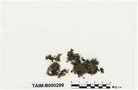 藏品(大葉提燈苔)的圖片